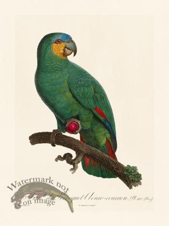 Barraband Parrot 110b